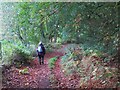 Footpath at the edge of Watch Hill Wood in CA8 9JQ