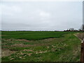 Crop field, Ewerby Fen in Kirkby la Thorpe & South Kyme Ward