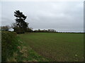 Newly planted crop field, Howell Fen in Asgarby and Howell
