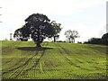 Solitary tree in a newly sown field in S66 1EA