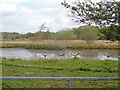 Geese taking off from a pond near Reuben's Orchard in Lindale and Newton-in-Cartmel
