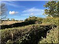 View towards Spinney Fen in CB7 5XQ