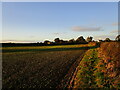 Autumn sown field and Penniment House Farm in NG17 3BY