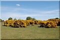 Gorse at Godshill near Fordingbridge. New Forest in SP6 2LN