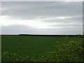 Crop field off Whitecross Lane in Burton Pedwardine