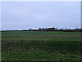 Crop field, Swaton Fen in Swaton