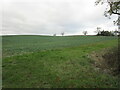 Field of oilseed rape near Vale Cottages in LE7 9YD