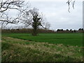 Tree in crop field near Rippingale in PE10 0TB