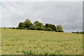 Farmland and trees, Hambleden Valley in Chiltern Villages Ward