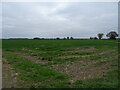 Crop field, Dunsby Fen in Dunsby