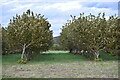 Orchards at Jeskyns Community Woodland in DA13 9AY