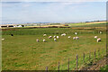 Sheep Grazing next to the A99 in KW1 5TP