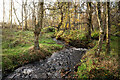 Ryefield Burn in Ryfield Wood, Black Isle in IV7 8HX