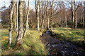 Ryefield Burn in Ryefield Wood, Black Isle in IV7 8HX