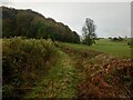 Lane below Pyon Wood in HR6 9TB