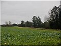 Turnip field, Eye in HR6 0DS