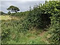Overgrown stile on the footpath in TR20 9DY