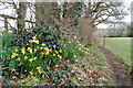 Daffodils beside the footpath in SP6 3QG