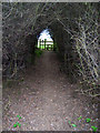 Tunnel of Hawthorn in TN39 4SR