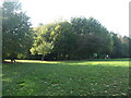 Autumn sunshine, Centenary Copse, Hatch Grange in SO30 3AH