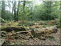 Logs and fungi, Zionshill Copse in SO53 4LU