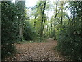 Path through Zionshill Copse in SO53 4LU