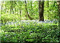 Fryston wood bluebells in WF10 3SR