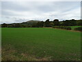 Crop field, Teviotdale in TD9 8TA