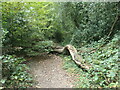 Tree fallen across a path, Knight Wood in SO53 1TU