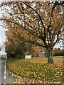 Autumn leaves at the entrance to Beechwood Park in Narberth Community