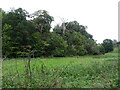 Woodland beside the Howden Burn, Jedburgh in TD8 6NS