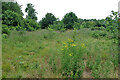 Rough field east of footpath 403 in RH6 8JA