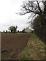 View west along field boundary in IP25 6PU
