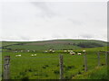 Grazing sheep at Pen-y-Cwm in SY24 5AJ