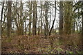 Woodland by Mapleton Rd in TN16 1PT