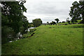 Cattle by the River Darwen in PR5 0UA