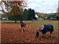 Autumn grazing at Holmfield Farm in WF10 3QH
