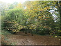 Autumn colour, Knight Wood, Chandler's Ford in Valley Park
