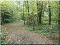 Waymarked public footpath, Knight Wood in Valley Park