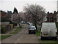 Early Spring Blossom in MK45 2UQ