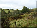 Rough grazing and whins above the Jed Water in TD8 6RW