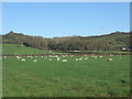 Grazing by Pant yr Hyl, north of Porthcawl in CF36 5EJ