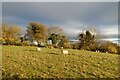 Sheep above Hillside Farm in YO60 7PG