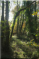 Marshy woodland by the Templer Way in TQ12 6UT