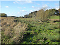 Marshy field by Hook Lake in SO31 9NL