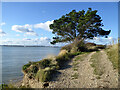 Coastal path by Southampton Water in SO31 9HF