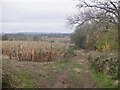 Standing maize crop, Prior's Frome in HR1 4EL