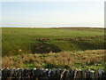 Grazing near the Brigg Burn in NE48 2TA
