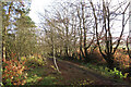 Path junction in Selm Muir Wood in EH27 8DQ