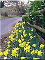 Daffodils at Woodhill in GU23 7HT